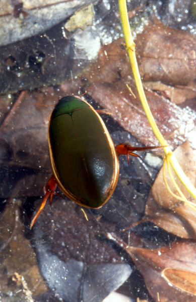 Predaceous diving beetle (Dytiscidae sp.) Predaceous diving beetle (Dytiscidae sp.) Credit: Sally Ray